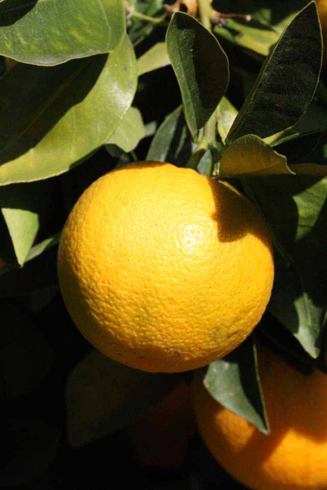            Fruit (Riverside, CA)   